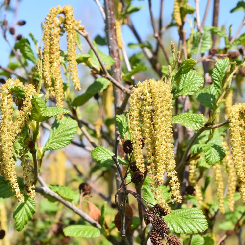 Gråel 80-100 cm - Bundt med 25 stk. barrodsplanter - Alnus incana