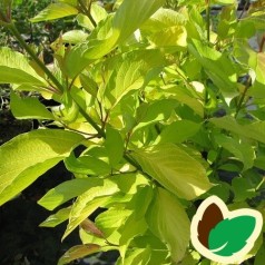 Cornus alba Aurea - Gulbladet Kornel