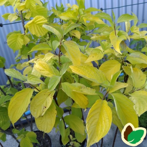 Cornus alba Aurea - Gulbladet Kornel