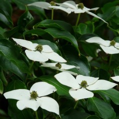 Cornus kousa Chinensis - Koreakornel