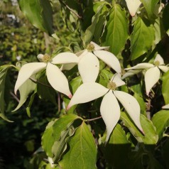 Koreakornel Chinensis 40-60 cm. - Bundt med 25 stk. barrodsplanter - Cornus kousa Chinensis