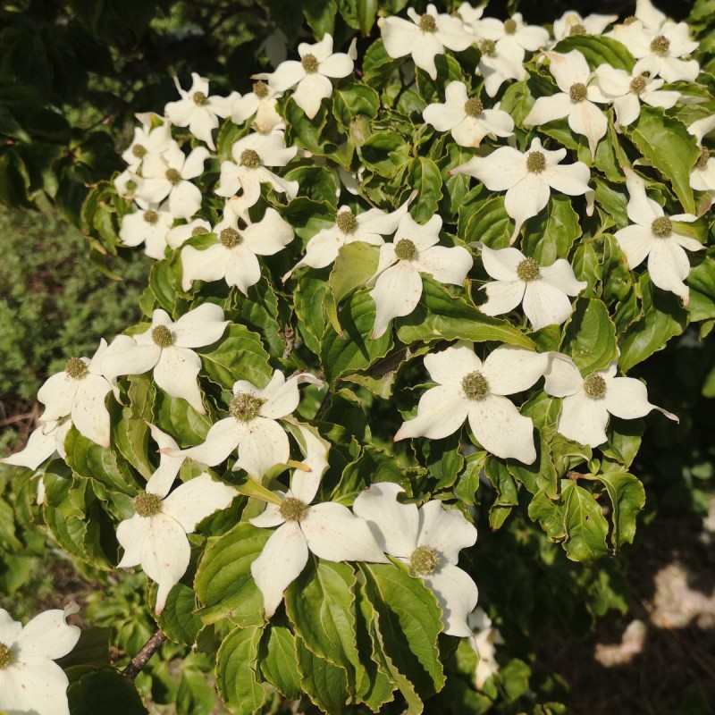 Cornus kousa Chinensis - Koreakornel