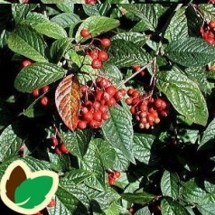 Cotoneaster bullatus
