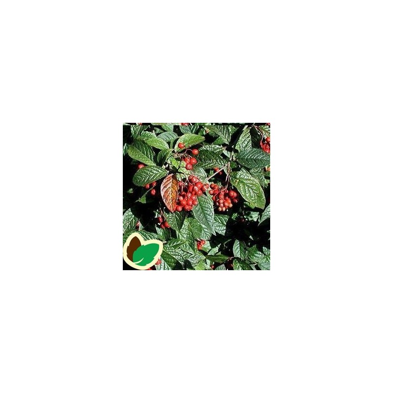 Cotoneaster bullatus