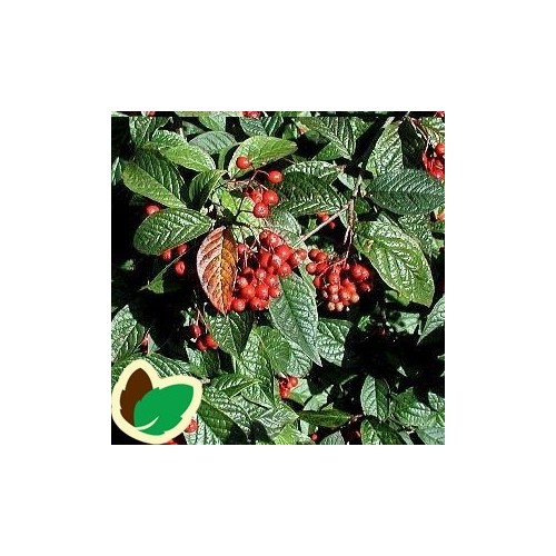 Cotoneaster bullatus