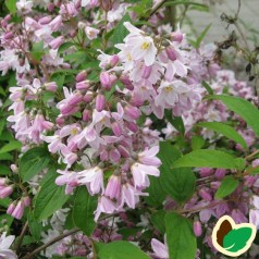 Deutzia carmina Rosea - Stjernetop