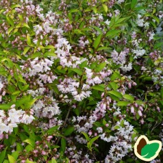 Deutzia carmina Rosea - Stjernetop