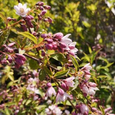 Deutzia carmina Rosea - Stjernetop