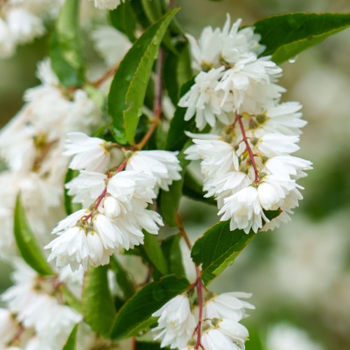 Stor stjernetop 60-80 cm. - Bundt med 25 stk. barrodsplanter - Deutzia scabra