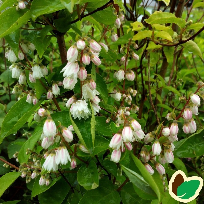 Deutzia scabra Plena / Stjernetop