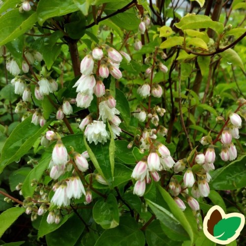 Deutzia scabra Plena / Stjernetop