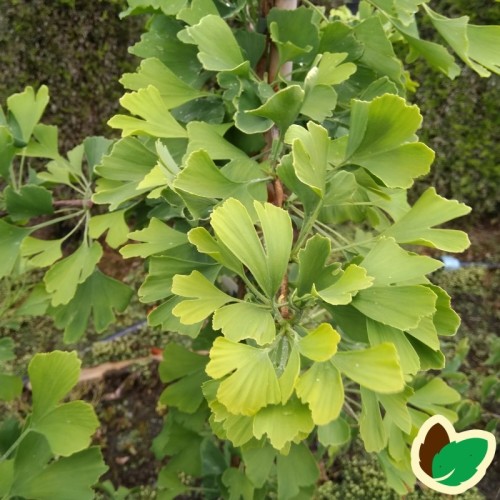 Rod Ginkgo Tempeltræ 40-60 cm. - Bundt med 25 stk. barrodsplanter - Ginkgo biloba