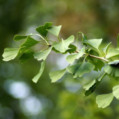 Ginkgo biloba - Tempeltræ