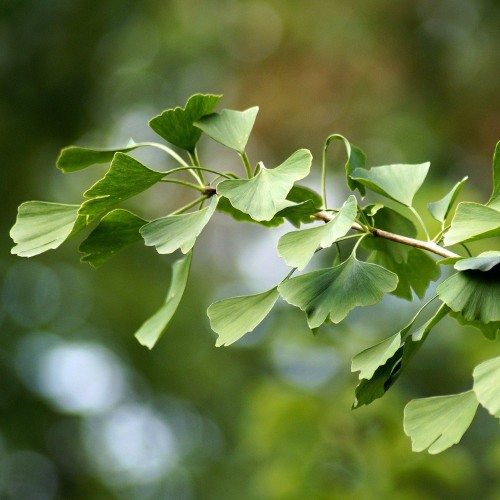 Ginkgo biloba - Tempeltræ