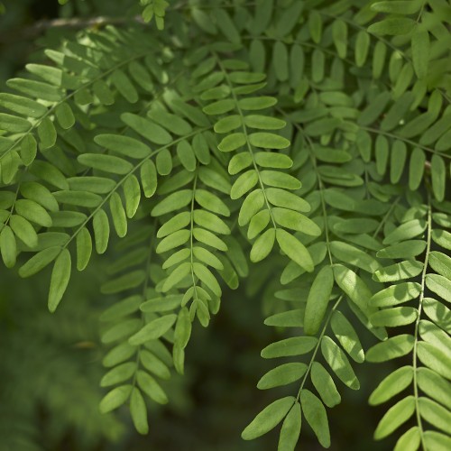 Tretorn 60-100 cm. - Bundt med 25 stk. barrodsplanter - Gleditsia triacanthos