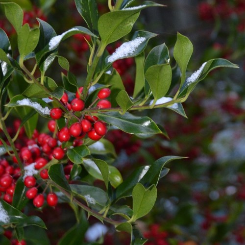 Almindelig kristtorn 40-60 cm. - Bundt med 25 stk. barrodsplanter - Ilex aquifolium