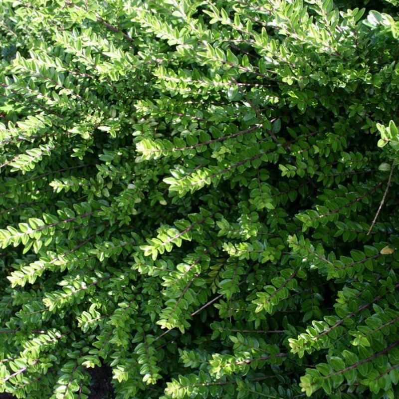 Lonicera Majgrün - Gedeblad