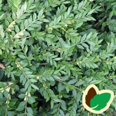 Lonicera pileata - Liguster Gedeblad