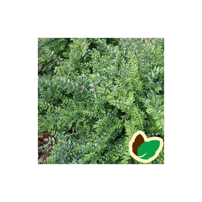 Lonicera pileata - Liguster Gedeblad