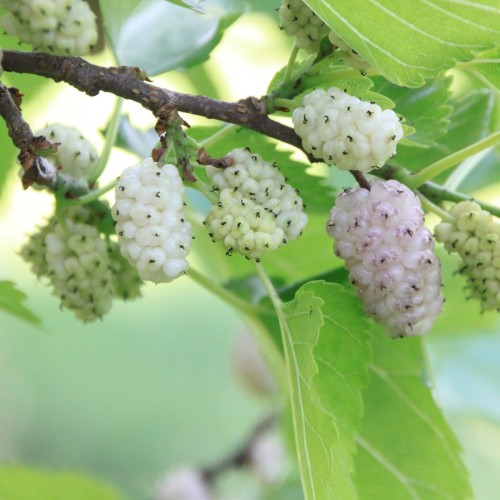 Hvid Morbær - Morus alba
