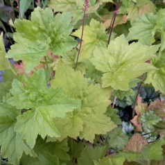 Alunrod Chantilly - Heuchera villosa Chantilly