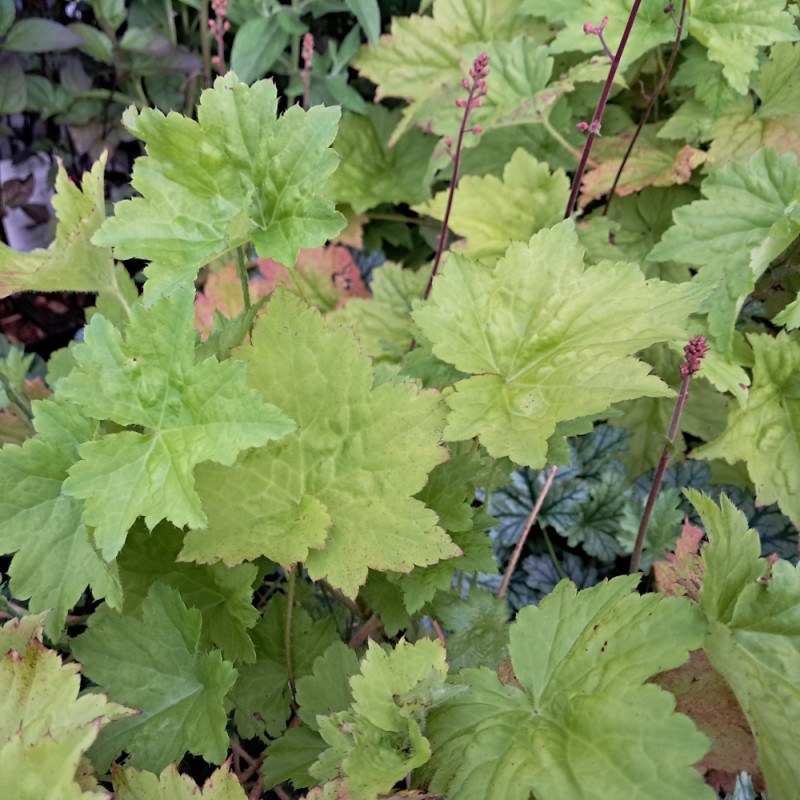 Alunrod Chantilly - Heuchera villosa Chantilly