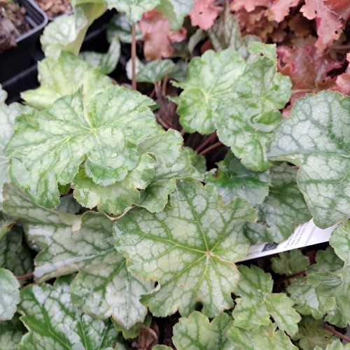 Alunrod Dale's Strain - Heuchera americana Dale's Strain