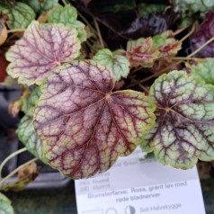 Alunrod Green Spice - Heuchera hybrid Green Spice