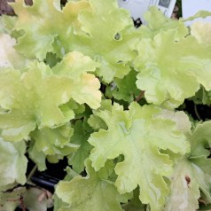 Alunrod Lime Marmalade - Heuchera hybrid Lime Marmalade