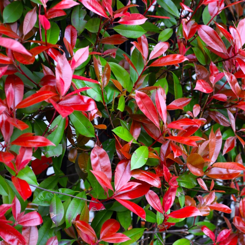 Glansmispel Red Robin 25-50 cm. - Photinia fraseri Red Robin