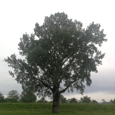 Sølvpoppel 60-100 cm. - Bundt med 25 stk. barrodsplanter - Populus alba