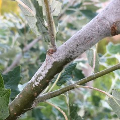 Sølvpoppel 60-100 cm. - Bundt med 25 stk. barrodsplanter - Populus alba