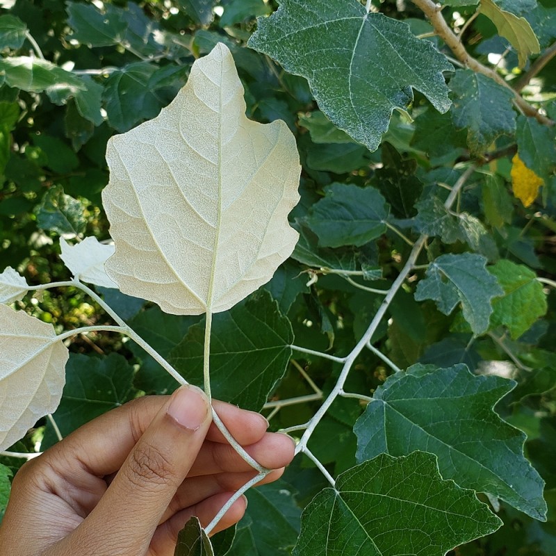 Sølvpoppel 60-100 cm. - Bundt med 25 stk. barrodsplanter - Populus alba