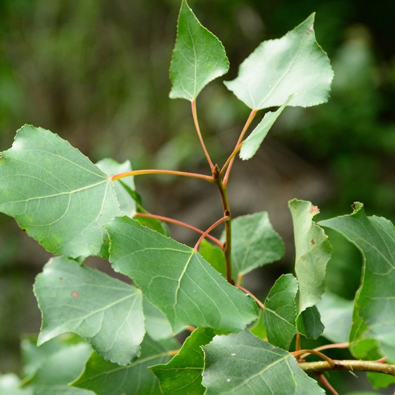 Sort Poppel 60-100 cm. - Bundt med 25 stk. barrodsplanter - Populus nigra
