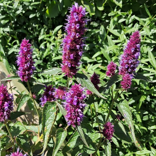 Anis Isop Beelicious Purple - Agastache hybrid Beelicious Purple