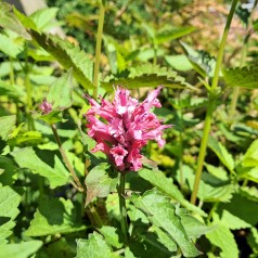 Anis Isop Danish Delight - Agastache hybrid Danish Delight