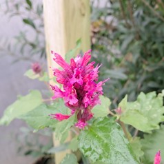 Anis Isop Danish Delight - Agastache hybrid Danish Delight