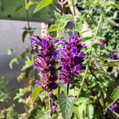Anisisop Blue Boa / Indianermynte - Agastache hybrid Blue Boa