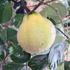 Æblekvæde Ronda - Cydonia oblonga Ronda