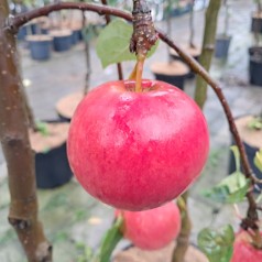 Æbletræ Ahrista - Malus domestica Ahrista