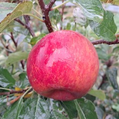 Dværg Æbletræ Ingrid Marie - Malus domestica Ingrid Marie