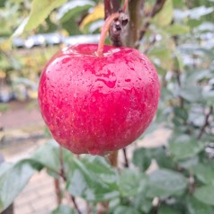 Æbletræ Santana - Malus domestica Santana