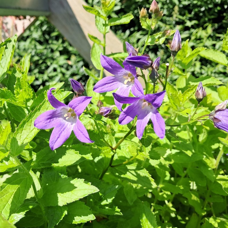 Bredbladet Klokke Border Blues - Campanula lactiflora Border Blues