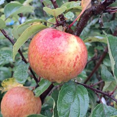 Cider Æbletræ Dabinett - Malus domestica Dabinett