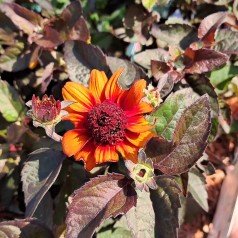 Dagøje Luna Roja - Heliopsis helianthoides scabra Luna Roja
