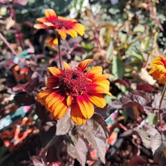 Dagøje Luna Roja - Heliopsis helianthoides scabra Luna Roja