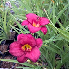 Daglilje Pardon Me - Hemerocallis hybrid Pardon Me