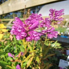 Drejeblomst Vivid - Physostegia virginiana Vivid