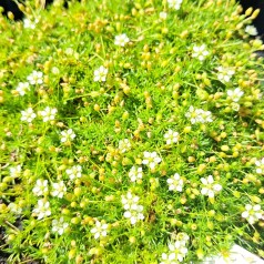 Firling - Sagina subulata