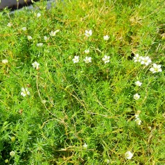 Firling - Sagina subulata